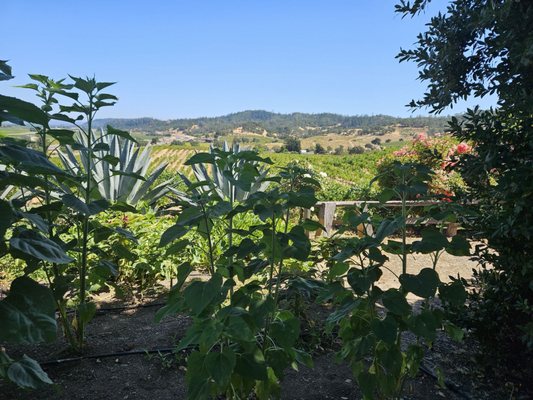 J. Rickards Winery by null