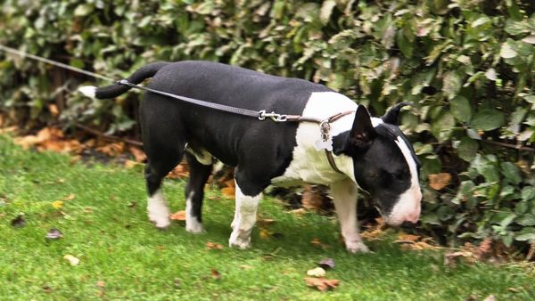 The King's Garden by null