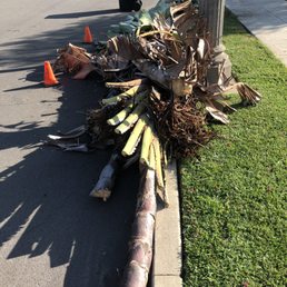 Tree and shrub hauled off