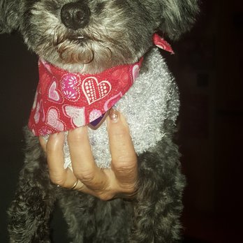 Muddy Paws OC - Toodles after her grooming on January 23, 2018 - Pet Groomers Near Me - Orange, California Muddy Paws OC - Toodles after her grooming on January 23, 2018 - Pet Groomers Near Me - Orange, California