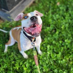 Red Dog Pet Resort Spa Gift Greeting Cards Email, Text or