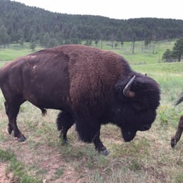 Huge Bull Buffalo Huge Bull Buffalo