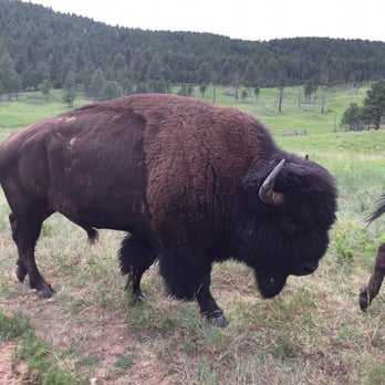 Buffalo Safari Jeep Tours - Huge Bull Buffalo - Tours Near Me Buffalo Safari Jeep Tours - Huge Bull Buffalo - Tours Near Me