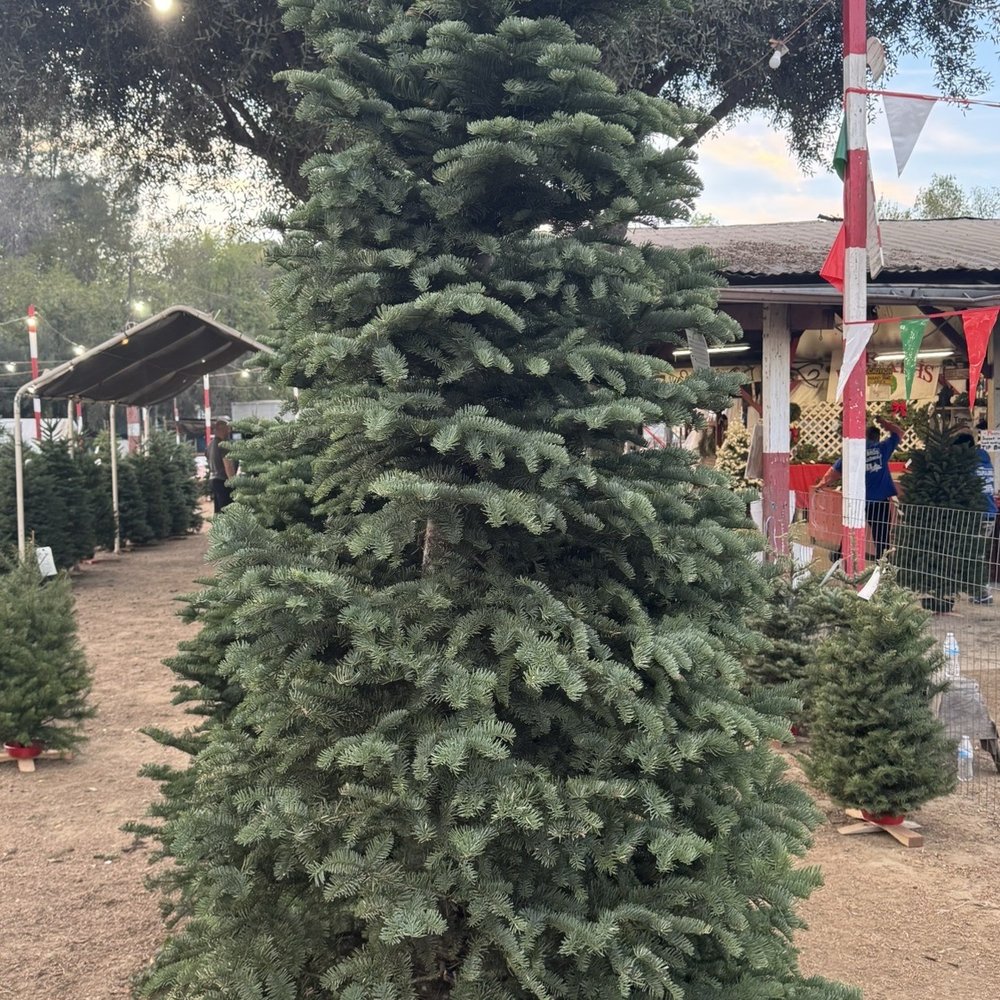 Tapia Bros Farm - A beautiful Christmas tree - Fruits & Veggies Near Me - Encino, California
