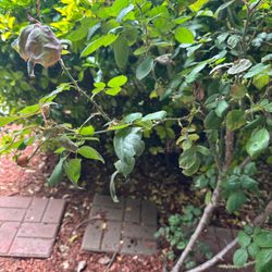 Leland High School - Leland High School plants