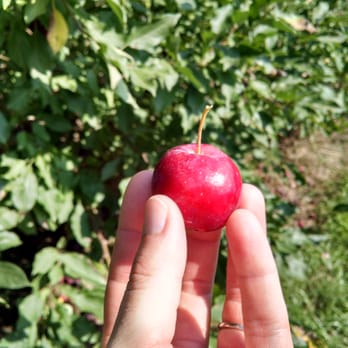 Wilson's Orchard - Dolgo Crab Apples - Farmers Market Near Me - Iowa City, Iowa