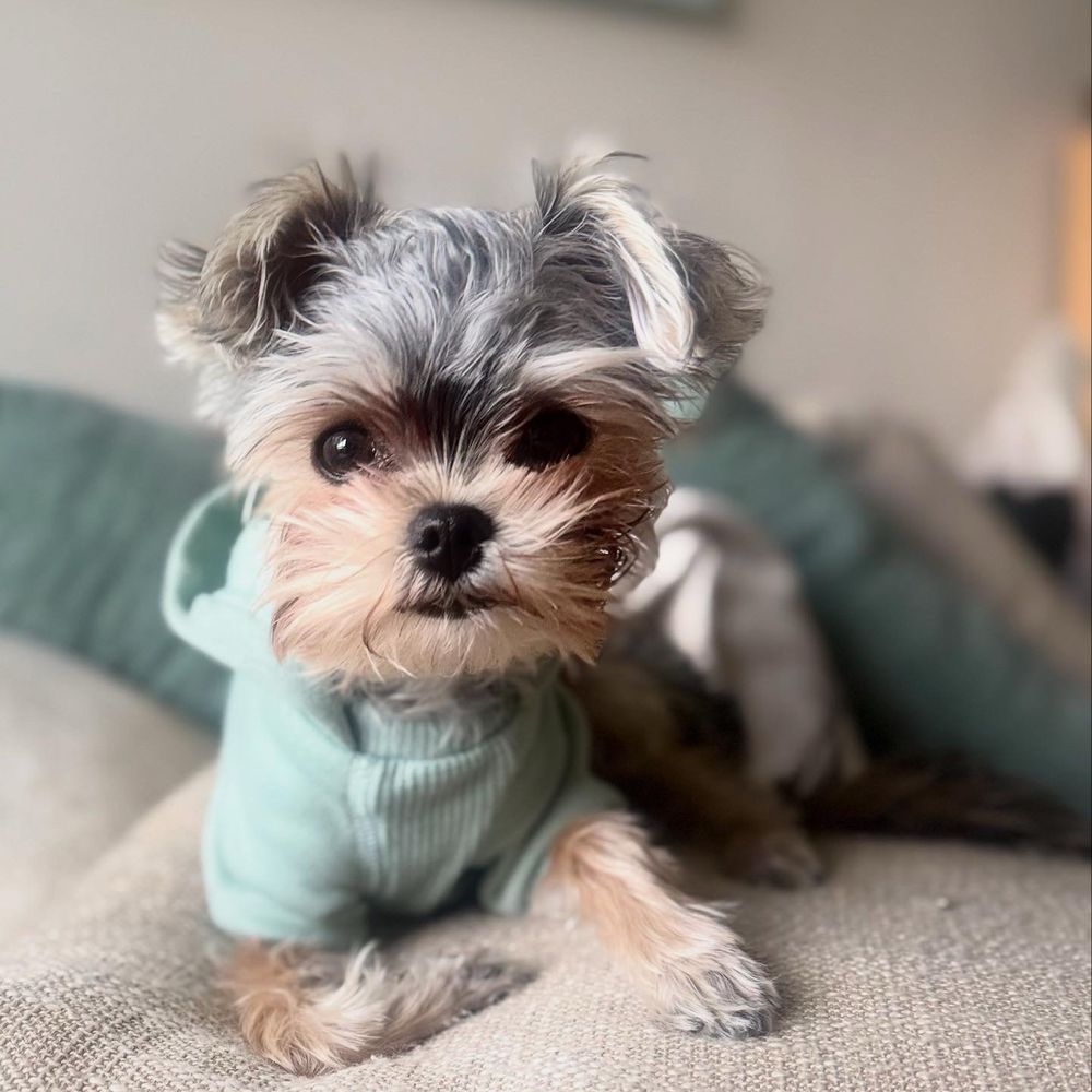 THE BEST 10 Puppies for Sale in Vacaville, CA - Quality & Affordability -  Updated 2026 - Yelp