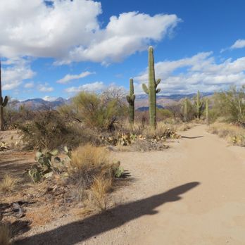 Saguaro National Park - Parks Near Me - Tucson, Arizona Saguaro National Park - Parks Near Me - Tucson, Arizona