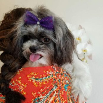 Paws R Us - Good !!! - Pet Groomers Near Me - Henderson, Nevada Paws R Us - Good !!! - Pet Groomers Near Me - Henderson, Nevada