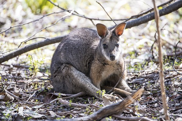 Exceptional Kangaroo Island by null