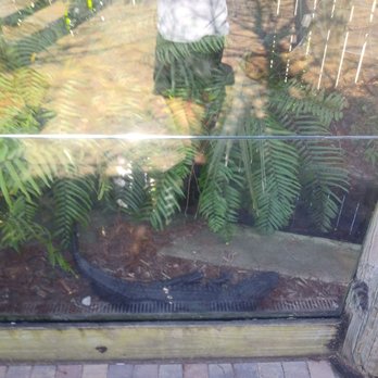 The Conch House Restaurant - Small alligator display next to outdoor seating - Caribbean Near Me - Saint Augustine, Florida