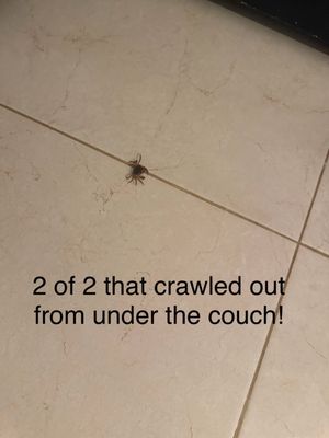 Mia Reef Isla Mujeres by null