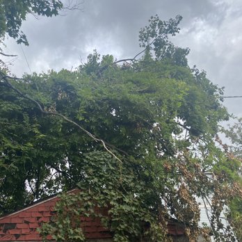 PSE&G - Huge limbs on wires in backyard - Utilities Near Me - Newark, New Jersey PSE&G - Huge limbs on wires in backyard - Utilities Near Me - Newark, New Jersey