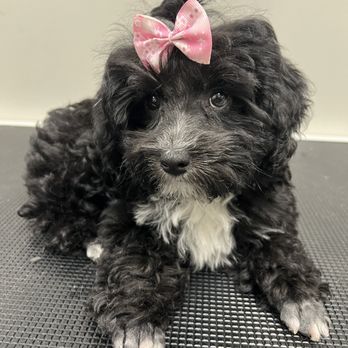 1. Snazzy Paws Pet Parlor