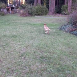 Swoop and poops