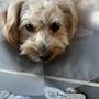 Photo of For The Love of Toby