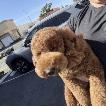 PetSmart - Pet Training Near Me - Apple Valley, California PetSmart - Pet Training Near Me - Apple Valley, California
