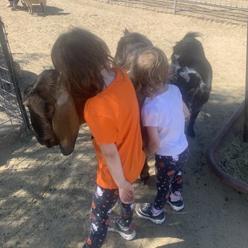 Prancer's Pumpkin Village - Goat Petting zoo - Christmas Trees Near Me - Ventura, California Prancer's Pumpkin Village - Goat Petting zoo - Christmas Trees Near Me - Ventura, California