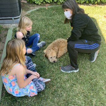 Francesca's Dogs - Francesca getting the kids used to the Dog (teaching the kids what to do!) - Dog Walkers Near Me
