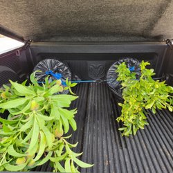 DICE Growers - Got a peach and a mandarin orange!