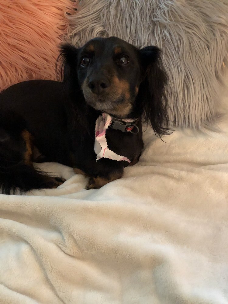 PAWS HERE 2 PET GROOMING AND SALON Updated August 2024 6692