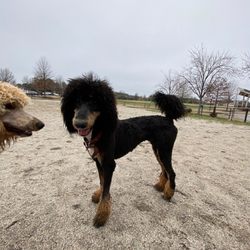 A Pet's Place - The team did a great job with