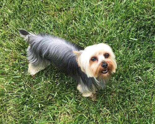 miss charlotte's pampered pets