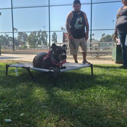 petsmart obedience classes near me