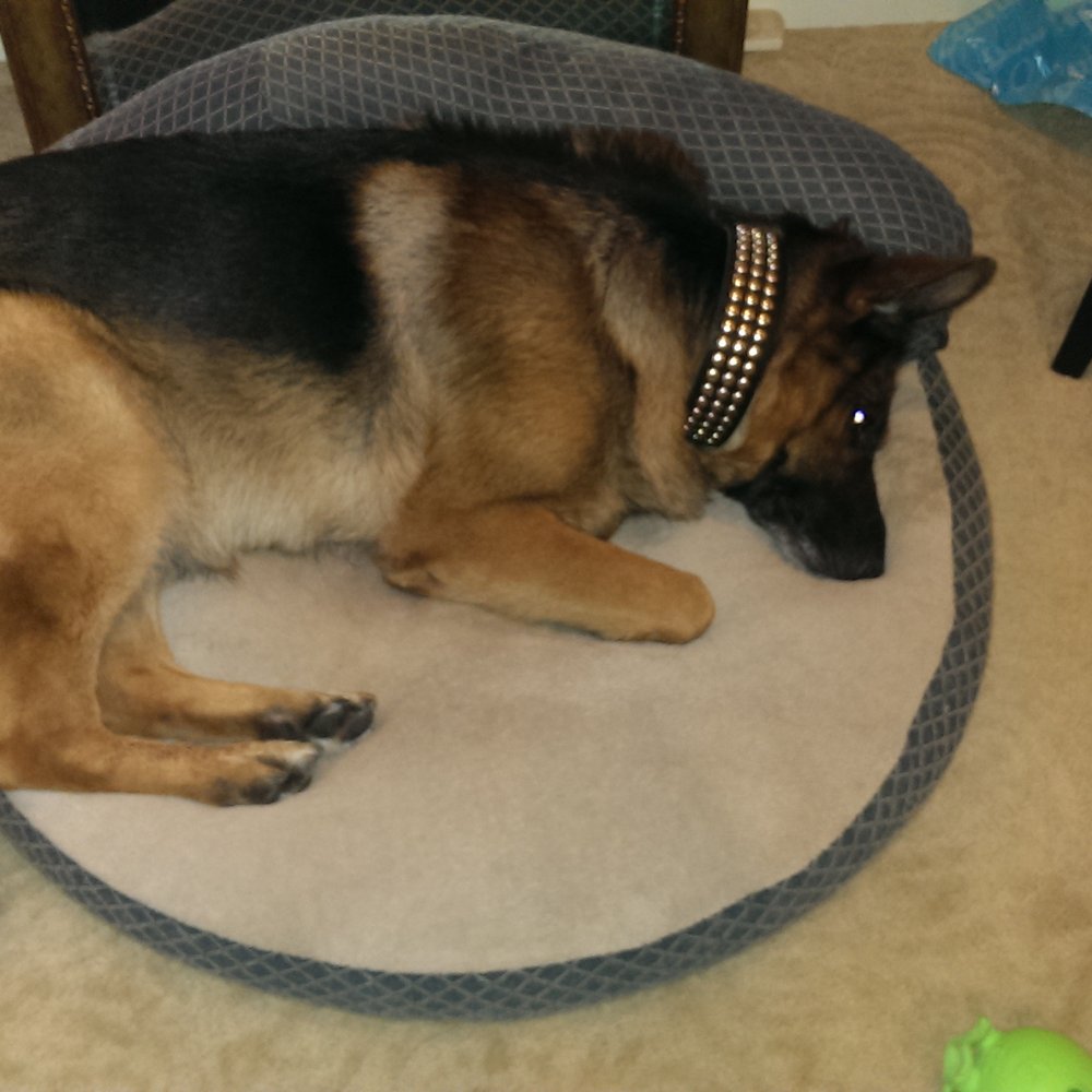 My dog Quaks with his new collar!!! My dog Quaks with his new collar!!!