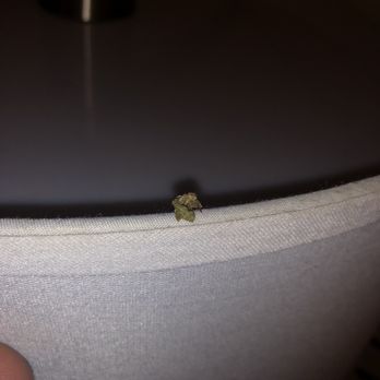 Diamond Head Inn - Weed on lampshade - San Diego, CA