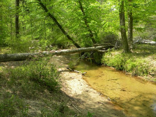 Wild Azalea Trailhead by null