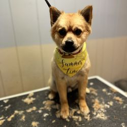 Bandit's Doggie Spa