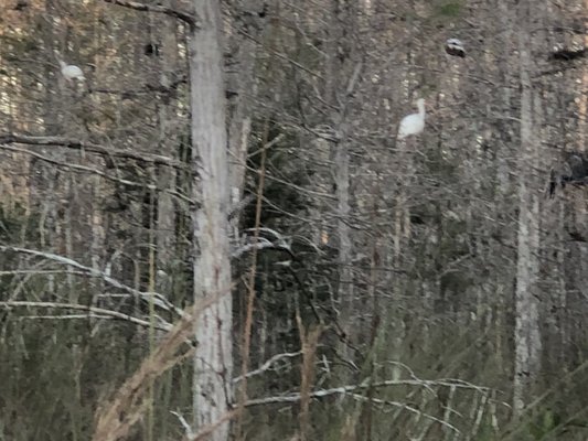 Fakahatchee Strand Preserve State Park by null
