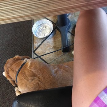 Pizza Hut - a dog sitting under a table - Pizza Near Me - Evanston, Wyoming Pizza Hut - a dog sitting under a table - Pizza Near Me - Evanston, Wyoming