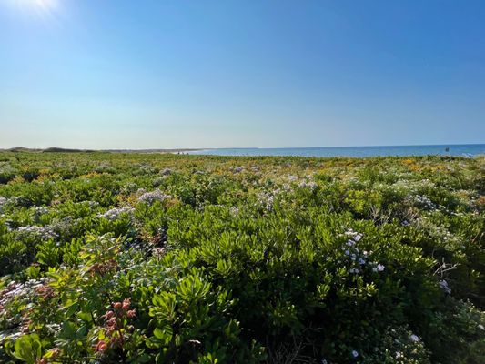Cavendish Beach, Prince Edward Island National Park by null