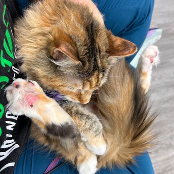 Pet Supplies Plus Sterling - Pretzel cat - Pet Groomers Near Me - Sterling, Virginia Pet Supplies Plus Sterling - Pretzel cat - Pet Groomers Near Me - Sterling, Virginia