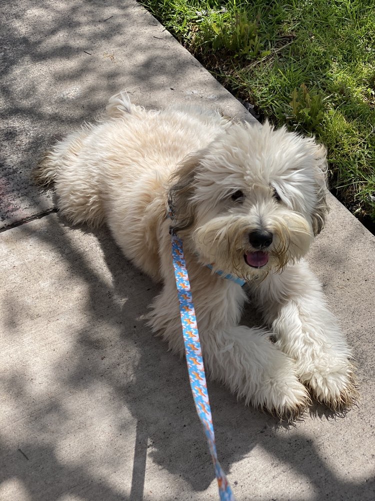 FURRY FRIENDS DOG AND CAT GROOMING 184 Photos & 327 Reviews 3912 El