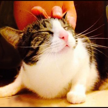 Community Of Remarkable Animals - Nayelli enjoying a visit from her favorite pet sitter. - Pet Sitting Near Me Community Of Remarkable Animals - Nayelli enjoying a visit from her favorite pet sitter. - Pet Sitting Near Me
