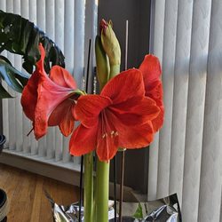 Heights Flower Shoppe