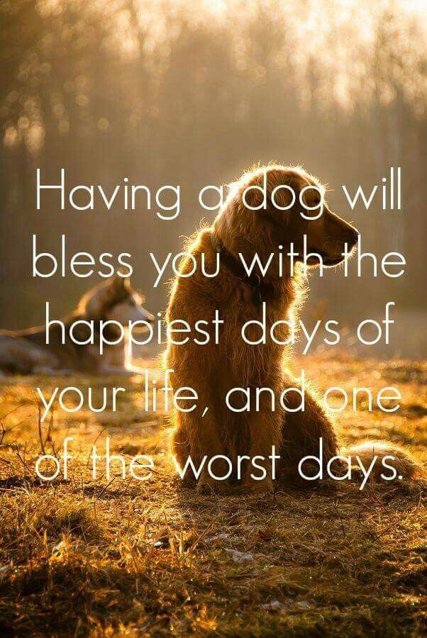 CollieHaven Pet Boarding & Grooming Image