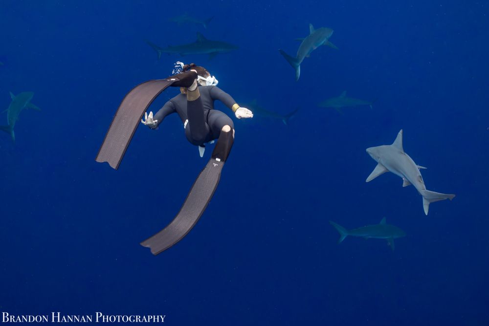 Ocean Addict Shark Excursions Logo