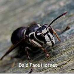 The Best Bee & Wasp Service