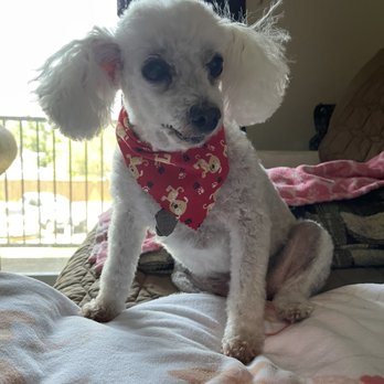 Spawlash Pet Salon - This is Max after. Look at that handsome boy! - Pet Groomers Near Me - Northglenn, Colorado Spawlash Pet Salon - This is Max after. Look at that handsome boy! - Pet Groomers Near Me - Northglenn, Colorado