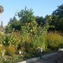 Photo of Martin Luther King Jr Community Garden