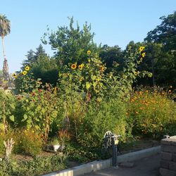 Martin Luther King Jr Community Garden