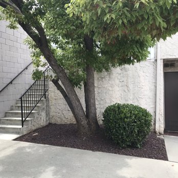 Cisnero's Tree Care - After (note: a gardener added the rocks) - Tree Services Near Me Cisnero's Tree Care - After (note: a gardener added the rocks) - Tree Services Near Me