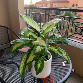 Venice Plants - Golden Dieffenbachia - Nurseries & Gardening Near Me - Venice, California Venice Plants - Golden Dieffenbachia - Nurseries & Gardening Near Me - Venice, California