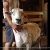 Benner's Farm gift card