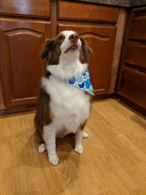 muddy paws bathhouse