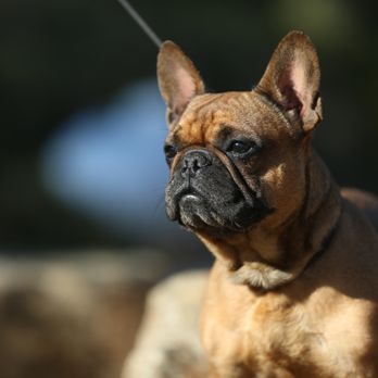 My Dream French Bulldog Pet Breeders Citrus Heights Ca Phone Number